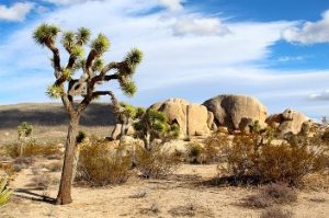 Desierto 2