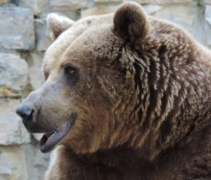 el oso del zar 2